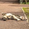 Татьяна Филатова